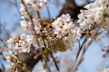 Cherry blossoms and a beehive