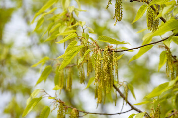 Flowers and young leaves of sawtooth oak (Acorn tree)