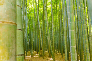 青竹の林