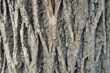 Embossed wood Tree Texture Background Pattern.