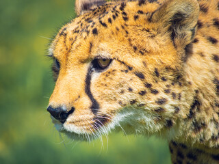 Close up portrait of wild cheetah