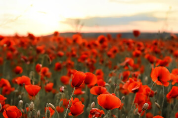 Fototapeta na wymiar Fields with red poppies at sunset. Selective focus. 