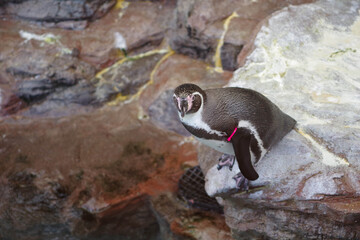 広島の水族館のペンギン