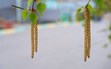 Fototapeta premium Green birch branch with leaves with earrings on a blurred background. Spring. The symbol of birch, widely used in production medicine, cosmetology and food industry.