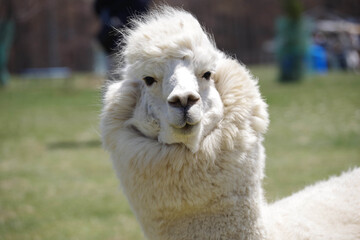 こっちを見ているカッコ良いアルパカ