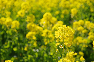 菜の花