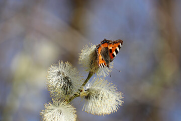 Spring season, European small tortoiseshell butterfly (Aglais urticae) sitting on a blooming pussy willow