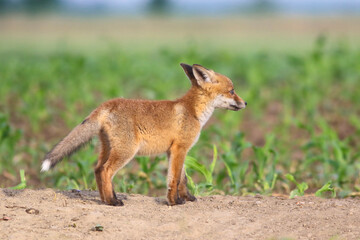 Naklejka na ściany i meble Young red fox in the spring corn field