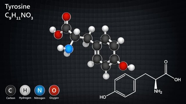 L-Tyrosine or tyrosine (symbol Tyr or Y) is an amino acid that is used by cells to synthesize proteins. Formula: C9H11NO3. 3D render. Seamless loop. Chemical structure model: Ball and Stick.