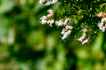 Arbusto en flor en la Rambla de Castro, en la isla de Tenerife