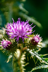 Fototapeta premium Silybum marianum