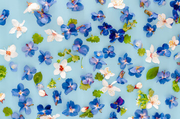 Floral pattern from blue, white flowers, green leaves on a blue background. Flat lay, top view. Floral pattern. Pattern of flowers. Flowers texture pattern