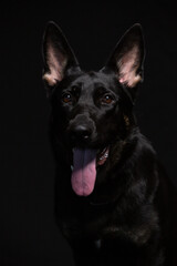 A Black German shepherd Belgian Malinois dog poses in the studio with a black background