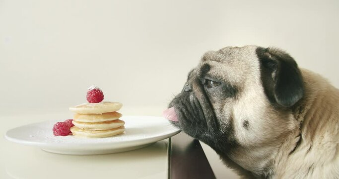 Funny cute pug dog want to eat pancakes from the table, while the owner is away. Watching, looking at food. Attention focused on food, pancakes. Patient, obedient dog. Funny pug dog love food concept
