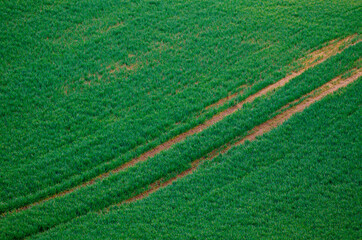 Green grass field background