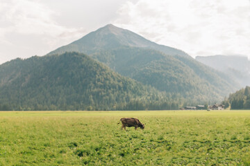 Cow Eats Grass In Austria