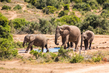 Fototapeta na wymiar two elephants walking with others in South Africa