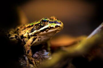 Frosch im Wald
