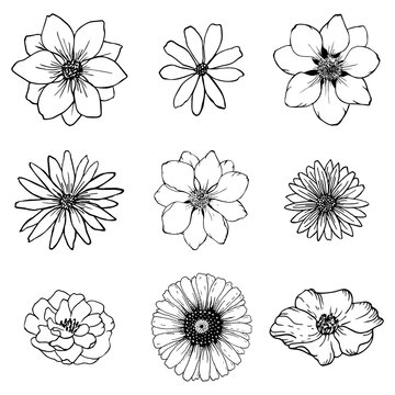 Set sketch flowers line drawing. Nature Line art vector. Botanical illustration.