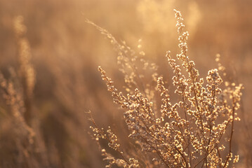 Fototapeta premium Growing wild grass wormwood in the field during the evening warm summer sunset