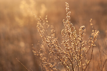 Fototapeta premium Growing wild grass wormwood in the field during the evening warm summer sunset