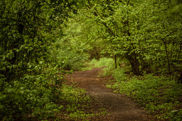 Obraz premium Dark moody forest