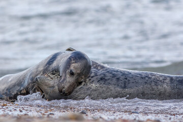 Animal love. Beautiful wildlife romance image. Seals from Hprsey Uk in tender embrace