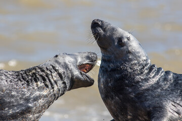 Love bite. Wild seals play fighting. Animal attacking the throat. Grey seals from Horsey UK