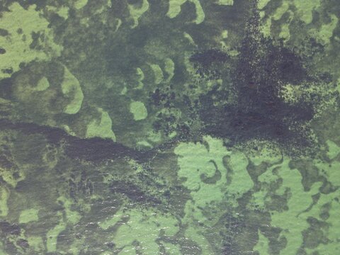 3 743 Best Algues Images Stock Photos Vectors Adobe Stock