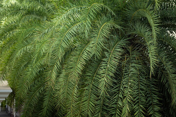 Date palm leaf for background