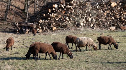 Fototapeta premium Braune Schafe auf einer kargen Wiese im Frühjahr