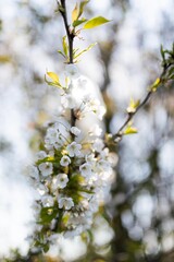 cherry blossom on a branch