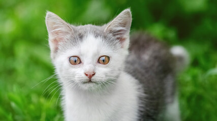 Naklejka na ściany i meble Small kitten in the garden on a background of green grass