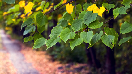 Colorful linden leaves on a tree in the park in early autumn