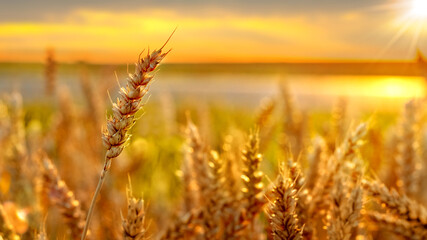 Spikelets of wheat in a field in the sun in golden tones