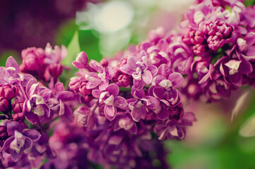 Spring lilac flowers