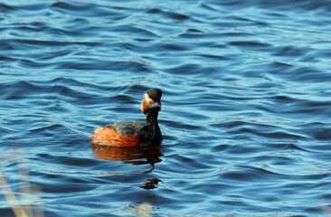 Black necked grebes preparing for the breeding season