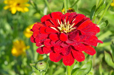 Zinnia elegant in the garden close-up