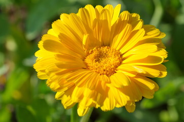 Yellow Calendula , or marigold (Lat. Calendula officinalis) close-up