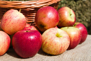 Group of red royal gala apples in front of a wicker basket, on hessian, outdoor photo on a sunny day