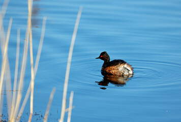Black necked grebes preparing for the breeding season