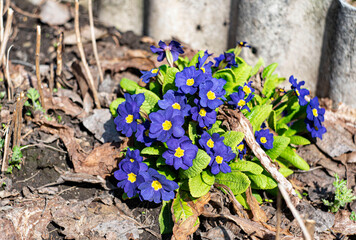 forget me not flower