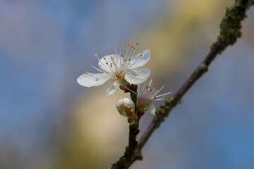 One white damson tree blossom flower, Prunus domestica insititia, blooming in springtime close-up view showing stamens