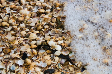 Shells and sea foam close up, filled frame, background