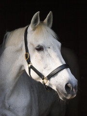 Grey Horse Headshot