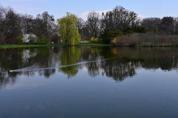 Fototapeta na wymiar Nature, spring, tree park pond, South Park Wrocław Poland