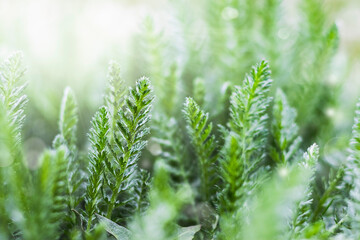 Spring background or summer background with fresh grass and sunbeams.
