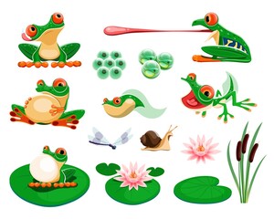Frogs with water lily leaves and flowers, reed, dragonfly, snail. Amphibian life cycle, eggs, tadpole, froglet. Exotic frog croaking and hunting cartoon vector set. Tropical animal and plants