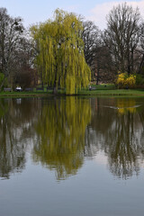 Nature, spring, tree park pond, South Park Wrocław Poland