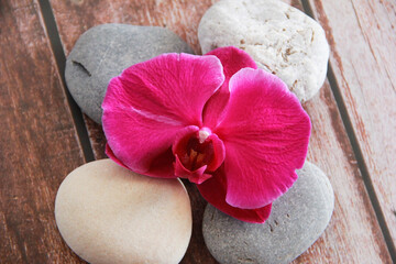 pink orchid flowers with petals and stamens